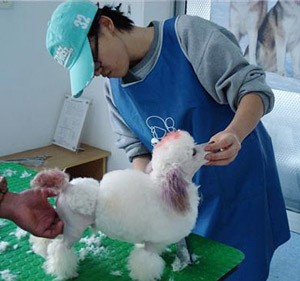 韓國首爾犬類協(xié)會美容師來我院交流